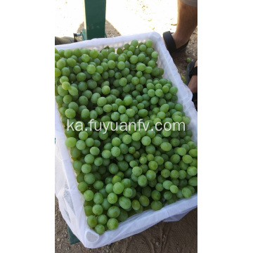 Yunnan ახალი წითელი ყურძენი
